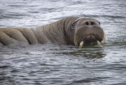 Spitsbergen_2025 (45/78)